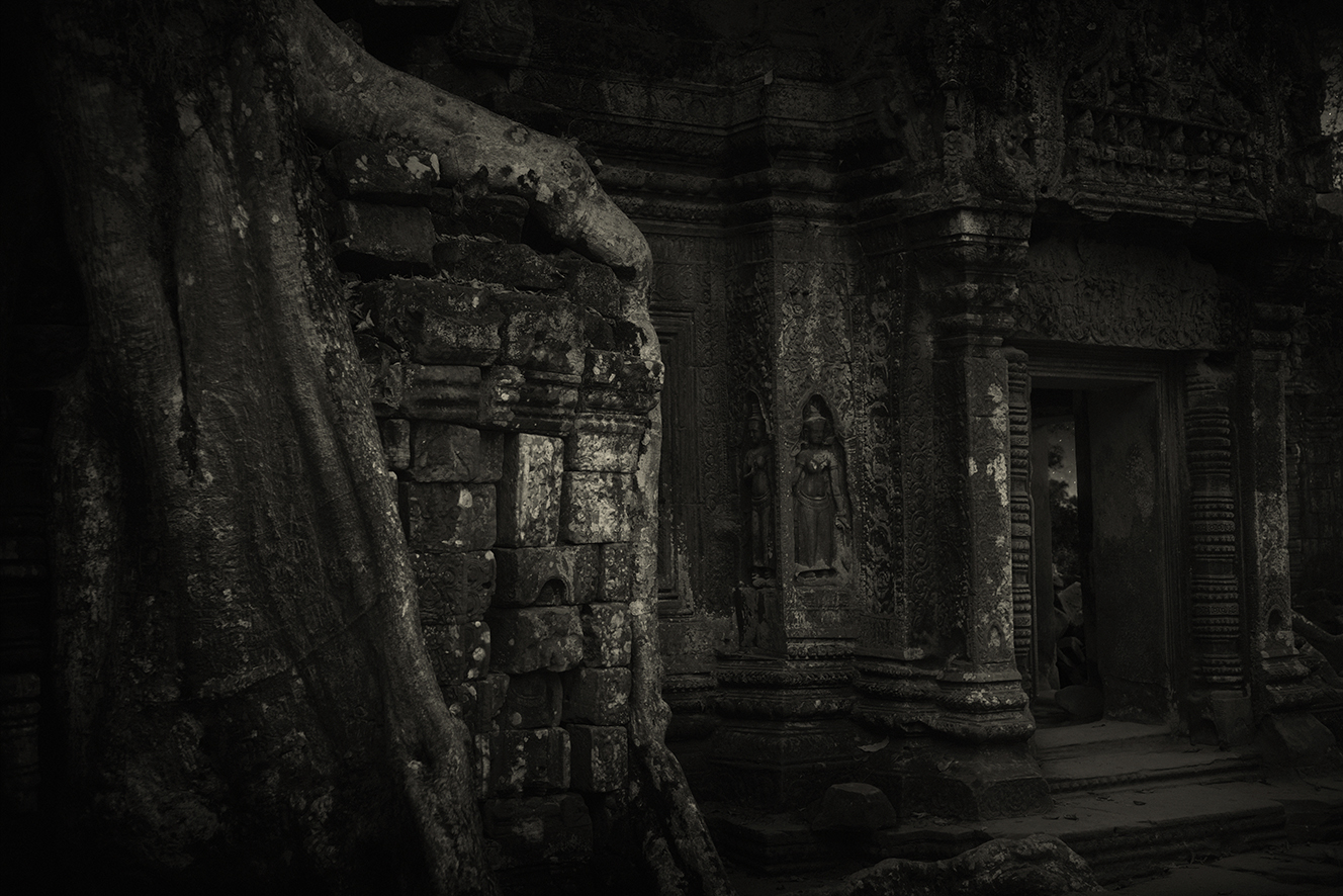 Strangler Fig 4 Ta Prohm Temple